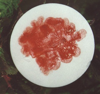 16 de mayo del 2000: la Eucaristía sangra en el lugar taumatúrgico por la diezma vez."> </a>
						</div>

						<div id=